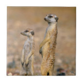 Meerkat (Suricata Suricatta) Sentinels, Karas Tegeltje (Voorkant)