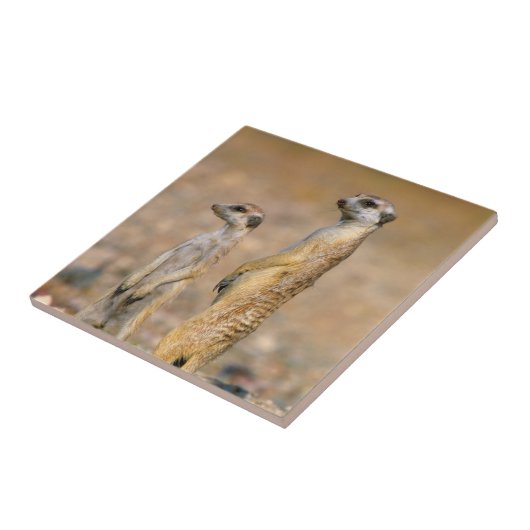 Meerkat (Suricata Suricatta) Sentinels, Karas Tegeltje (Zijkant)