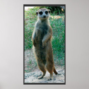 Meerkat Tall Poster