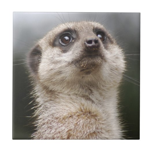 Meerkat Tegel Tegeltje (Voorkant)