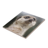 Meerkat Tegel Tegeltje (Zijkant)