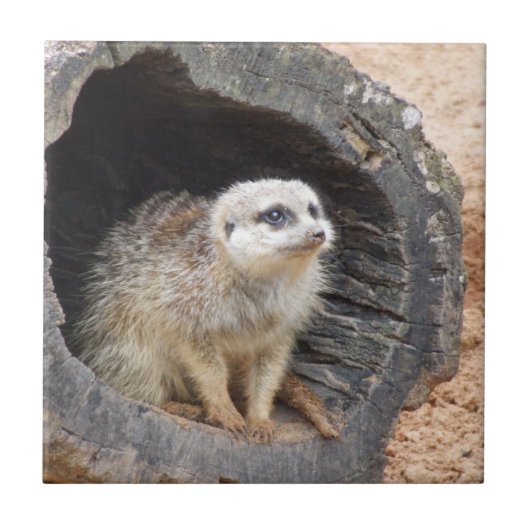 Meerkat Tile Tegeltje (Voorkant)