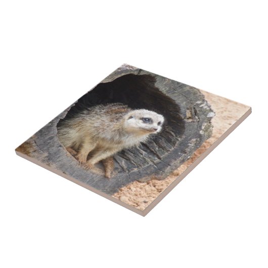 Meerkat Tile Tegeltje (Zijkant)
