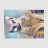 MEERKAT TISSUEPAPIER (Voorkant)