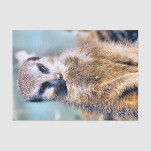 MEERKAT TISSUEPAPIER (Voorkant)