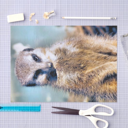 MEERKAT TISSUEPAPIER (Craft)