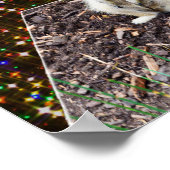 Meerkat Twinkle Stars, Poster (Hoek)