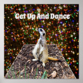 Meerkat Twinkle Stars, Poster (Voorkant)