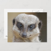 Meerkat Up Close Briefkaart (Voorkant / Achterkant)