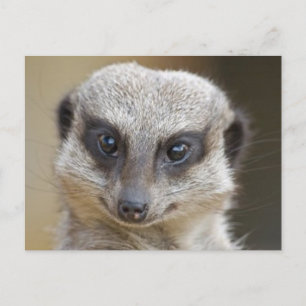 Meerkat Up Close Briefkaart