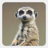 Meerkat Vierkante Sticker (Voorkant)