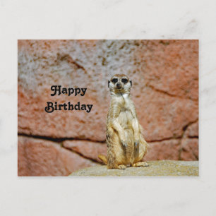 Meerkat Wilde Dieren Foto Verjaardag Briefkaart