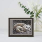 Meerkat Wildlife Briefkaart (Staand voorkant)