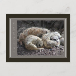 Meerkat Wildlife Briefkaart