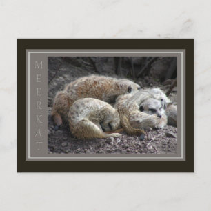 Meerkat Wildlife Briefkaart
