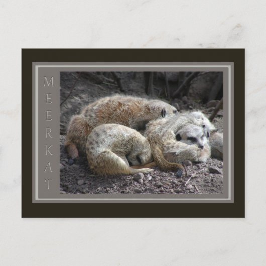 Meerkat Wildlife Briefkaart (Voorkant)