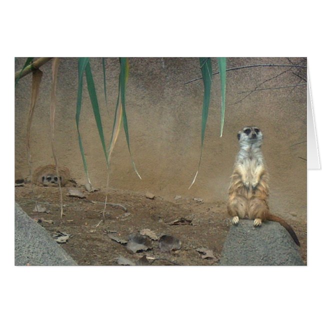 Meerkats (Voorkant Horizontaal)