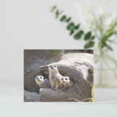 Meerkats Briefkaart (Staand voorkant)