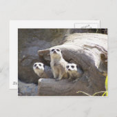 Meerkats Briefkaart (Voorkant / Achterkant)