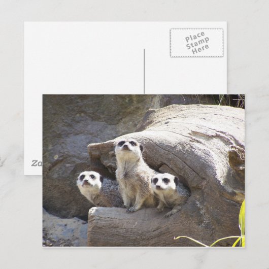Meerkats Briefkaart (Voorkant / Achterkant)