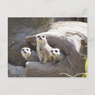 Meerkats Briefkaart