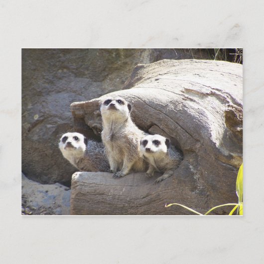 Meerkats Briefkaart (Voorkant)