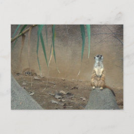 Meerkats Briefkaart
