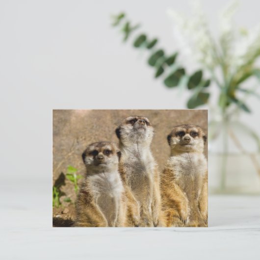 Meerkats Briefkaart (Staand voorkant)