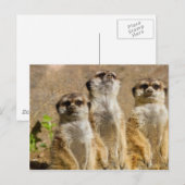 Meerkats Briefkaart (Voorkant / Achterkant)