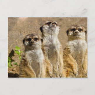 Meerkats Briefkaart