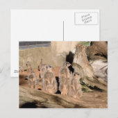 Meerkats Briefkaart (Voorkant / Achterkant)