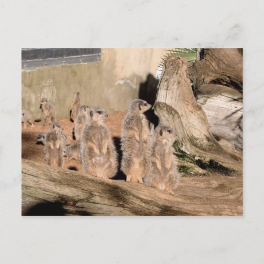 Meerkats Briefkaart (Voorkant)
