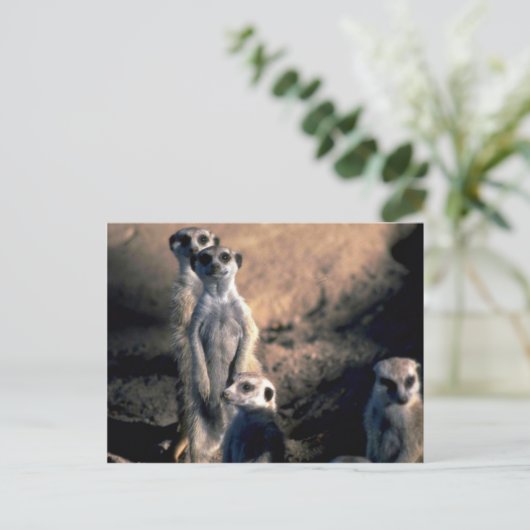 Meerkats Briefkaart (Staand voorkant)