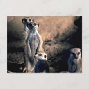 Meerkats Briefkaart