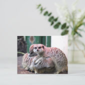 Meerkats Briefkaart (Staand voorkant)