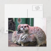 Meerkats Briefkaart (Voorkant / Achterkant)