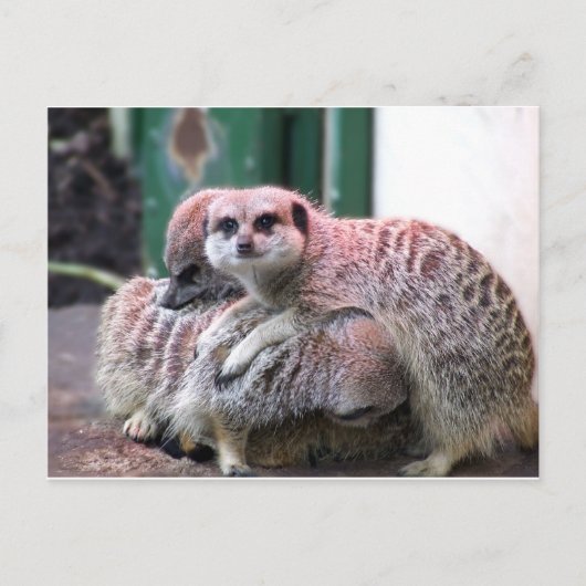 Meerkats Briefkaart (Voorkant)
