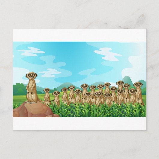 Meerkats Briefkaart (Voorkant)