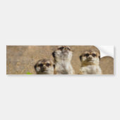Meerkats Bumpersticker (Voorkant)