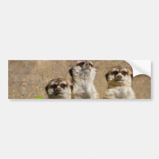 Meerkats Bumpersticker (Voorkant)