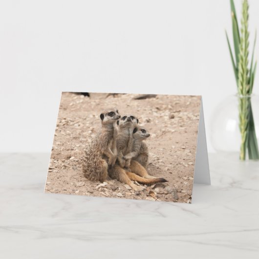 Meerkats in een Wenskaart van de Wirwar Kaart (Voorkant)