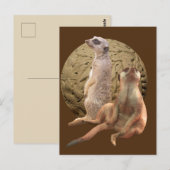 Meerkats Indianapolis Zoo Briefkaart (Voorkant / Achterkant)