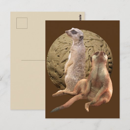 Meerkats Indianapolis Zoo Briefkaart (Voorkant / Achterkant)