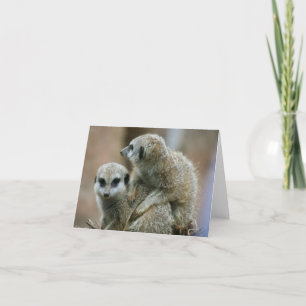 Meerkats Kaart
