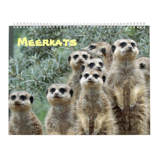 Meerkats Kalender (Hoes)
