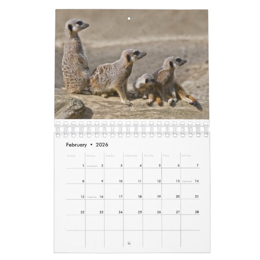 Meerkats-kalender Kalender (Feb 2026)
