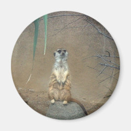 Meerkats Magneet