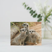 Meerkats op het vooruitzicht briefkaart (Staand voorkant)