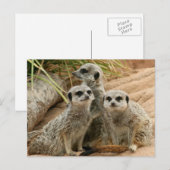 Meerkats op het vooruitzicht briefkaart (Voorkant / Achterkant)