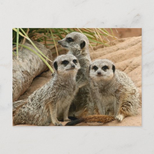 Meerkats op het vooruitzicht briefkaart (Voorkant)